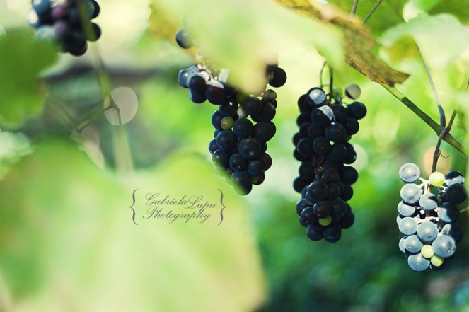 grapes