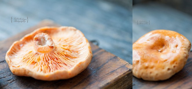 Lactarius deliciosus