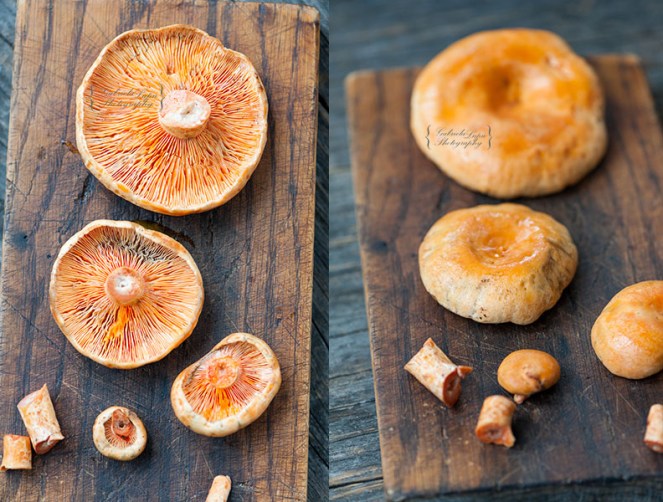 Lactarius deliciosus