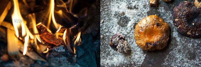 Lactarius deliciosus
