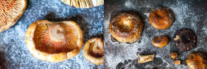 Lactarius deliciosus