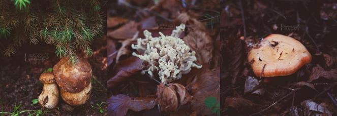 21149929_10154648973241930_6684825150259033416_n